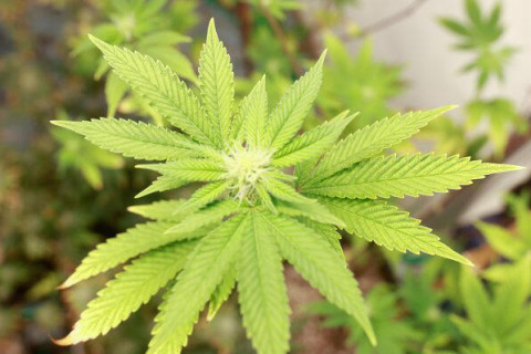 Anvisa autoriza Embrapa a pesquisar o cultivo de cannabis