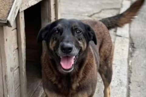 CÃO ORELHA: Polícia Civil conclui inquérito sobre caso que revoltou o país