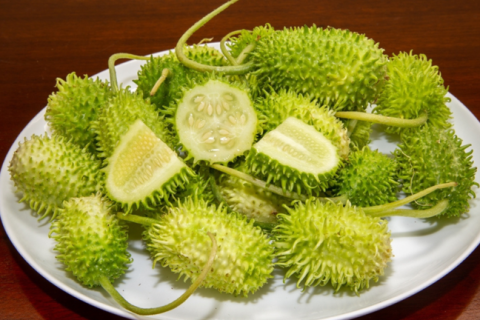 Vegetal esquecido pelos brasileiros ajuda no tratamento de 3 doenças