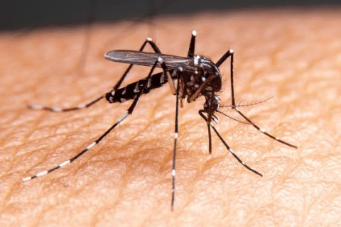 Mosquito da dengue: 49,2% dos munícipios avaliados estão em alerta Brasil já contabiliza 470,5 mil casos prováveis de dengue