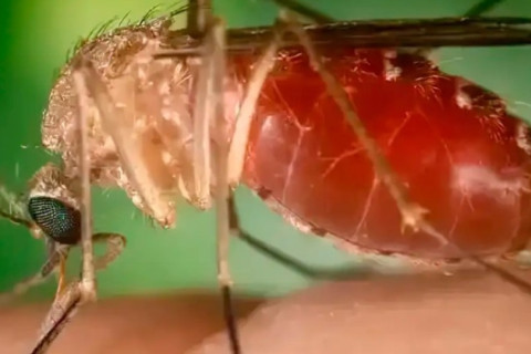 Rio de Janeiro confirma primeira morte por febre do Oropouche Em 2025, estado registrou 1.484 casos da doença