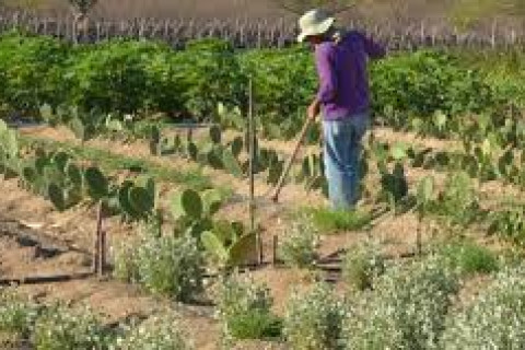 Decretos determinam desapropriação de terras para reforma agrária Território destinado a assentamentos passa de 5,9 mil hectares