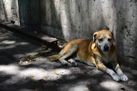 Animais de rua: 5 milhões de cães e gatos estão em risco no Brasil Dia Mundial dos Animais de Rua é celebrado em 4 de abril
