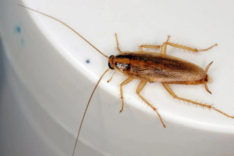 Baratas aparecem com frequência na sua casa? A ciência explica o que isso pode indicar